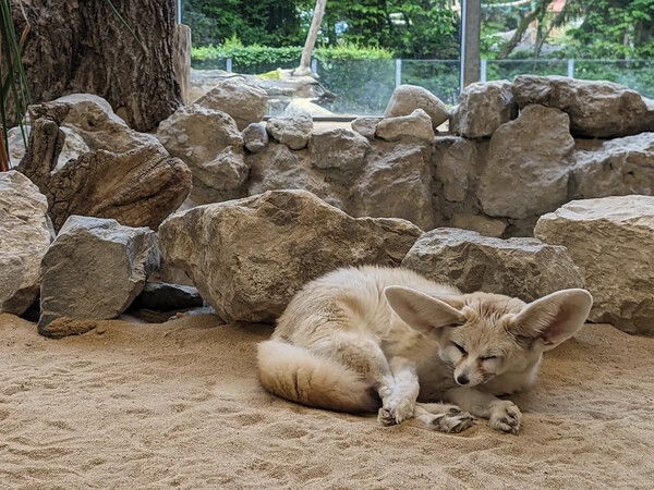 Photo of an old fennec fox in an indoor enclosure, curled up on sand in front of a pile of rocks, with a window and some trees visible in the background. She looks like someone woke her up after not enough sleep: her head is just barely raised, eyes half-closed, and ears drooping.