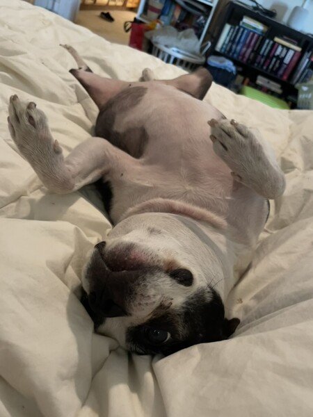 A Boston terrier is laying on her back on a white bedspread. Her front legs are sticking up in the air. She clearly wants her tummy scratched.