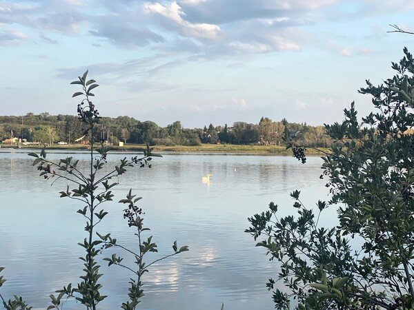 A photo of calm lake seen through sparse bushes with a soft, lightly cloudy sky hanging overhead. A solitary pelican floats gently in the middle of the lake.