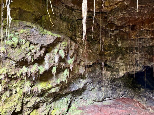 a mossy cave entrance 