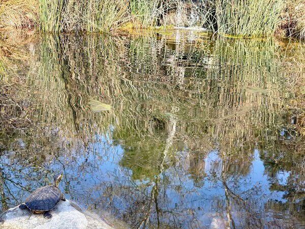 A small turtle watches a small waterfall in a reflecting pond.