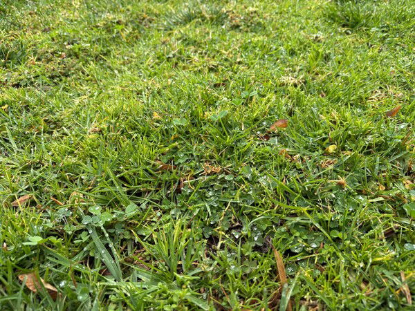 Wet Grass

This work is marked with CC0 1.0 Universal, download the much larger original at https://macmanx.com/cc0-licensed-photos/