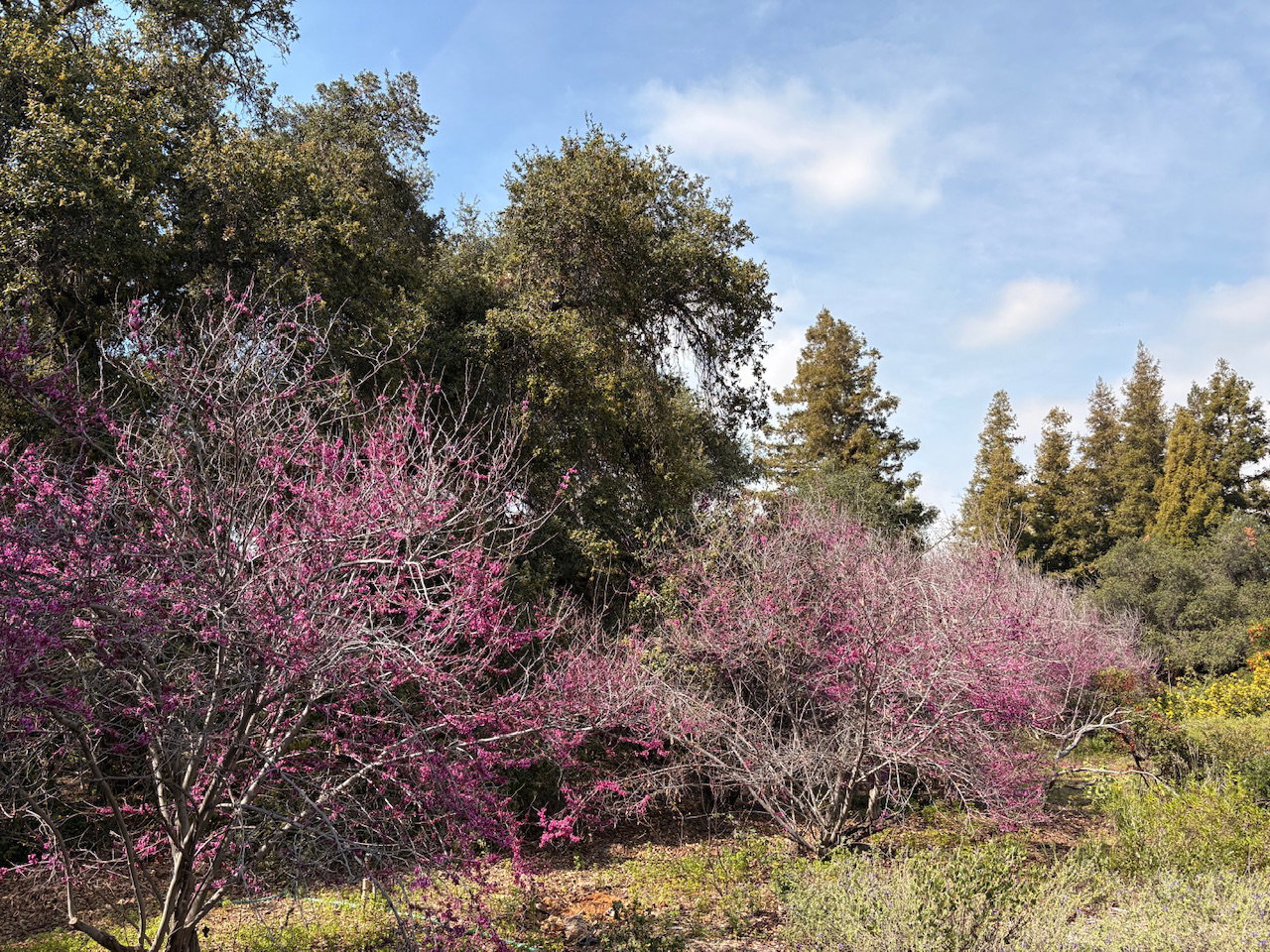 Flowering western redbud trees with bright pink blossoms in the foreground, contrasting against darker evergreen oaks and tall conifers in the background. A clear blue sky with scattered clouds tops the scene, creating a peaceful spring landscape. Yellow wildflowers dot the ground beneath the trees, suggesting a natural park or garden setting.​​​​​​​​​​​​​​​​