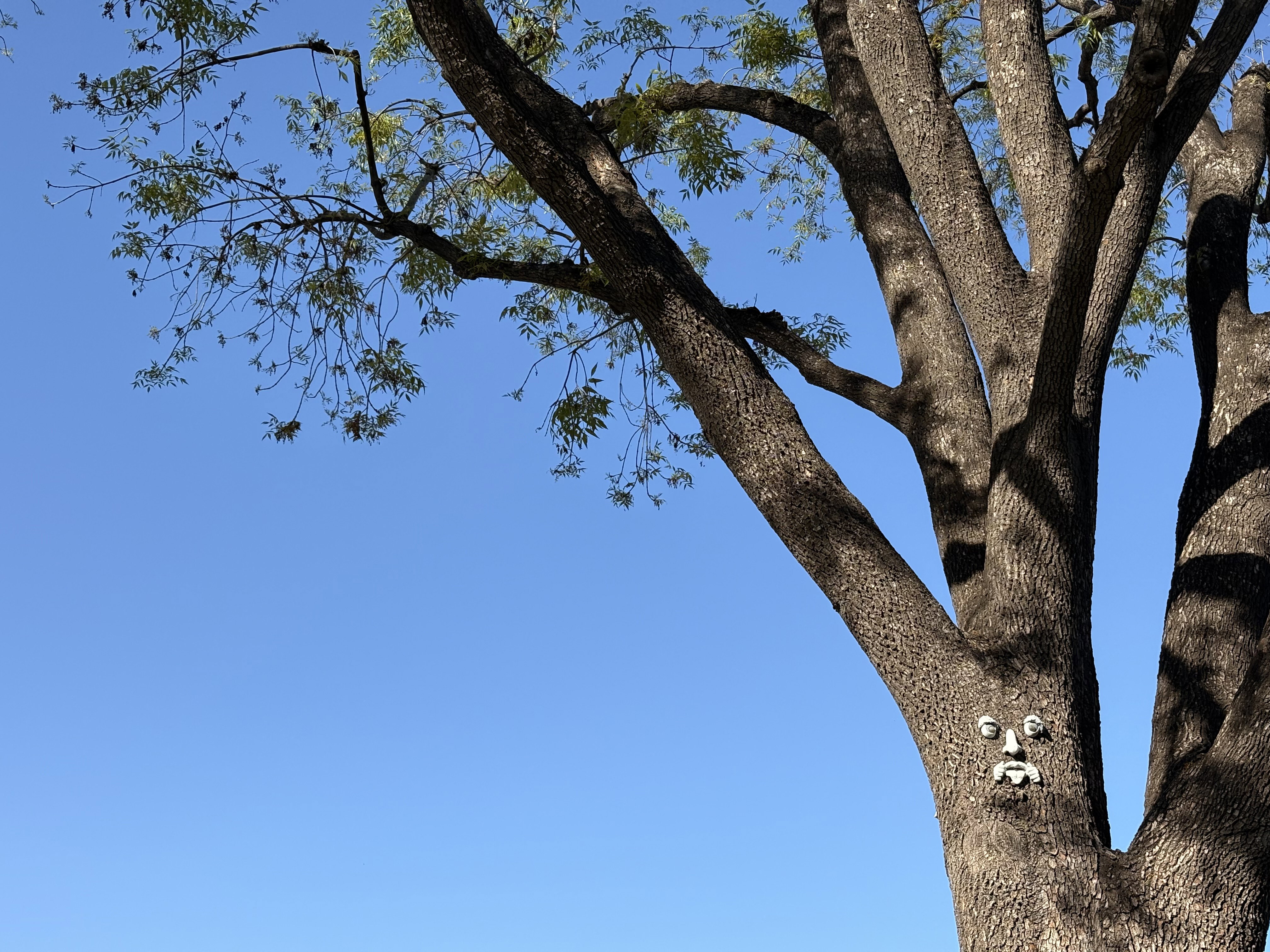 A tall tree with light green foliage against a blue sky bears a sculpted face on its trunk.