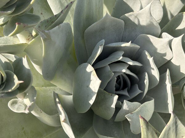 succulent golden spiral
