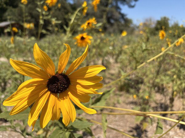 This work is marked with CC0 1.0 Universal, download the much larger original at https://macmanx.com/cc0-licensed-photos/