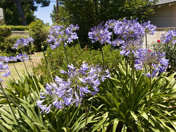 African Lily Season