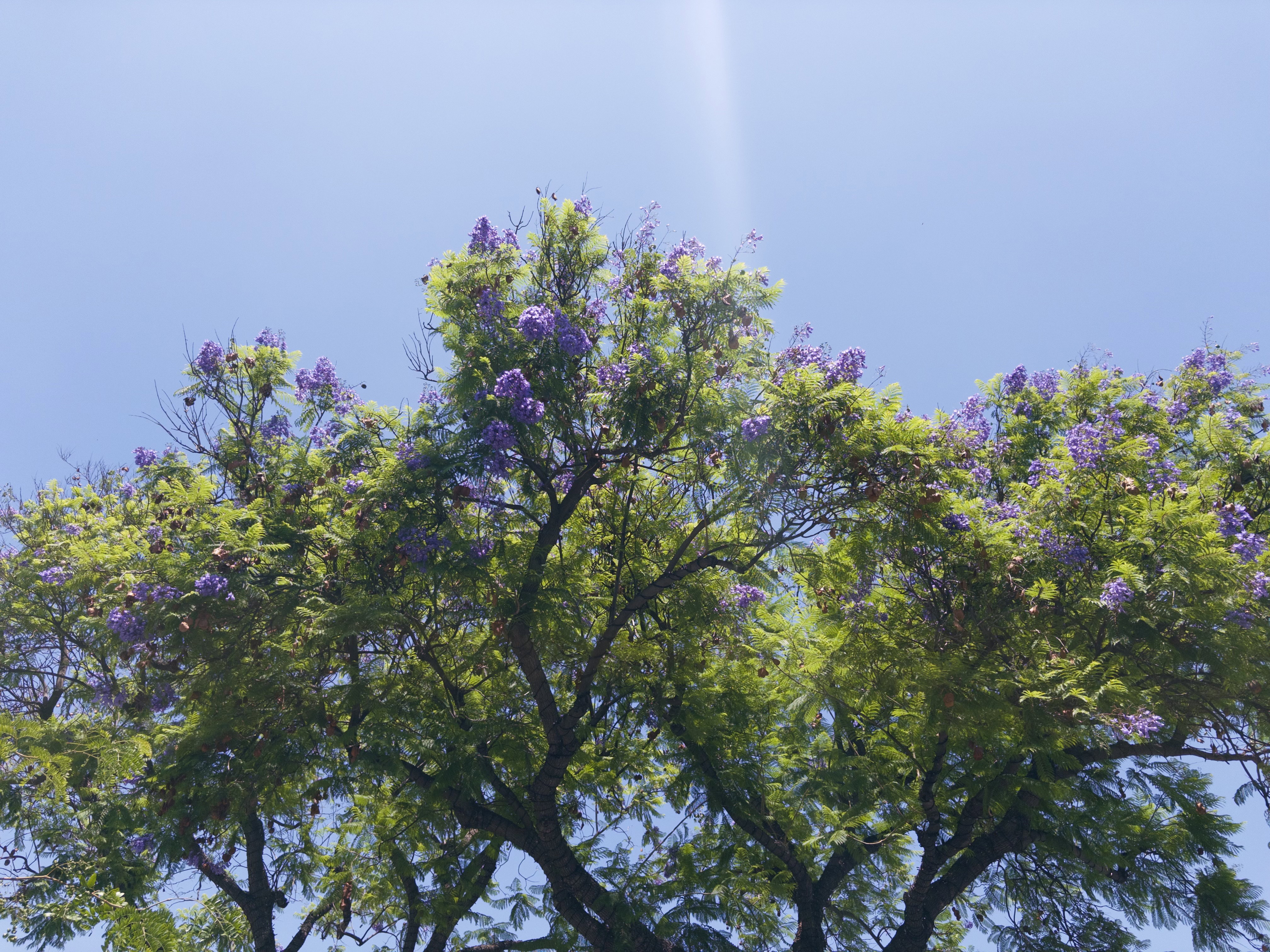 A green jacaranda tree with purple flowers against a blue sky.