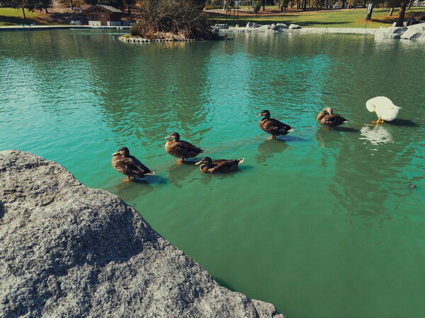 ducks in the childhood pond today