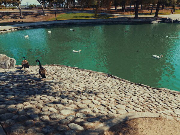 geese in the childhood pond today