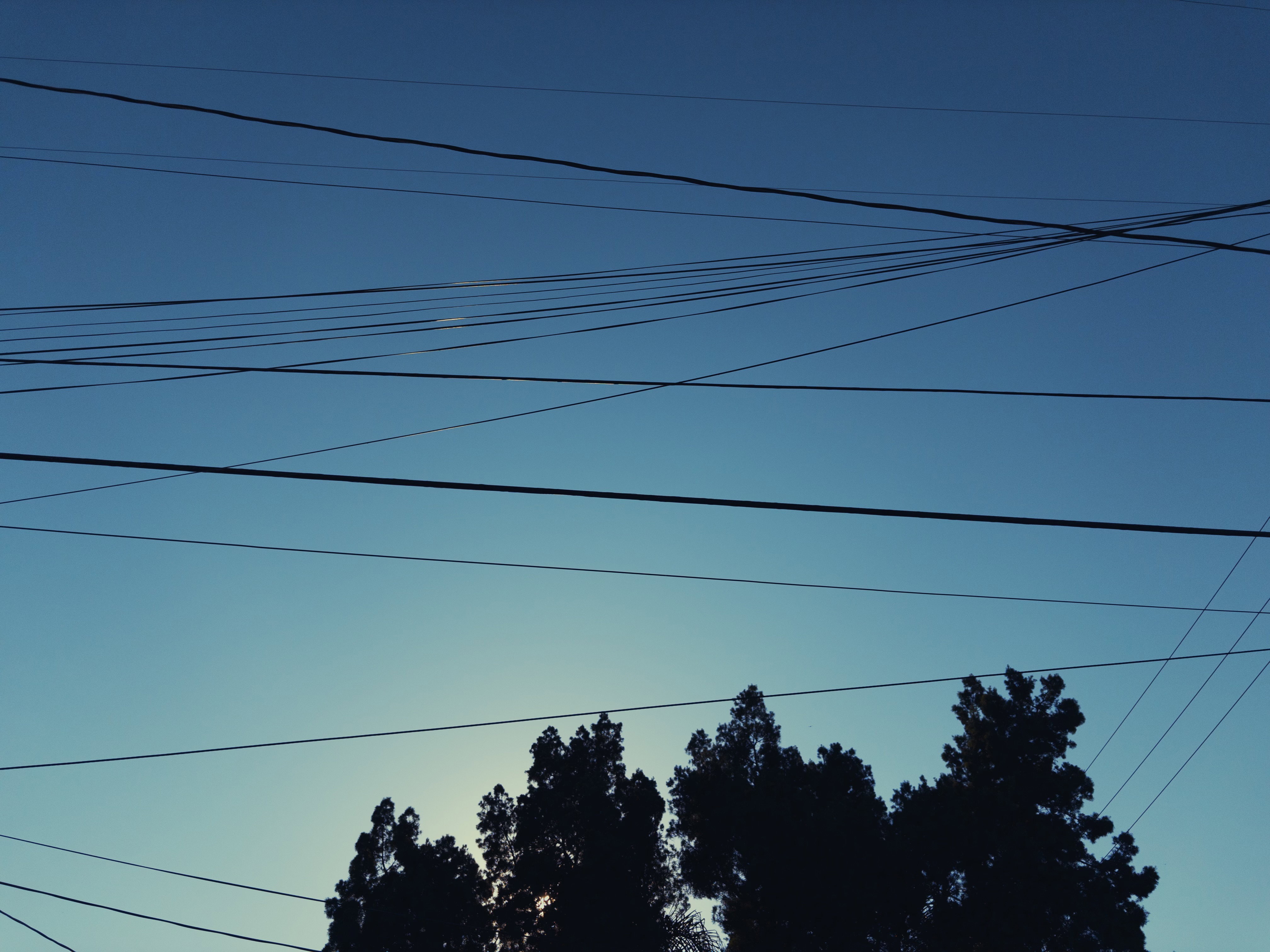 Trees against a blue sky, backlit by the sun, with a foreground intersected by several black utility lines.