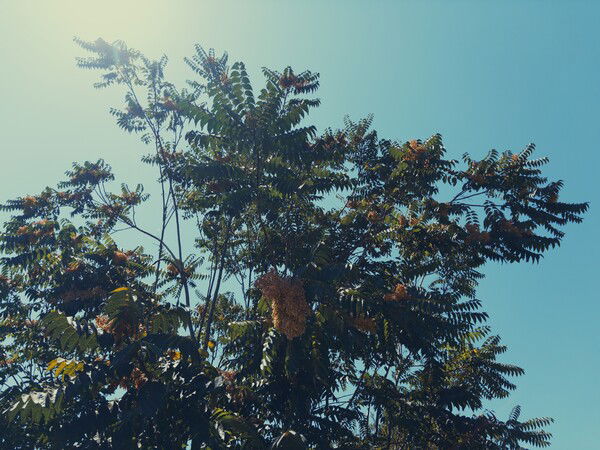 Ailanthus Tree