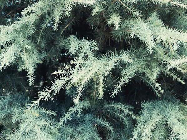 Cedar

This work is marked with CC0 1.0 Universal, download the much larger original at https://macmanx.com/cc0-licensed-photos/