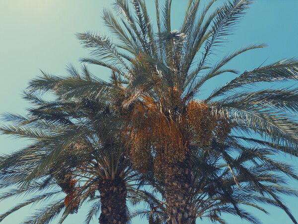 Palm Trees