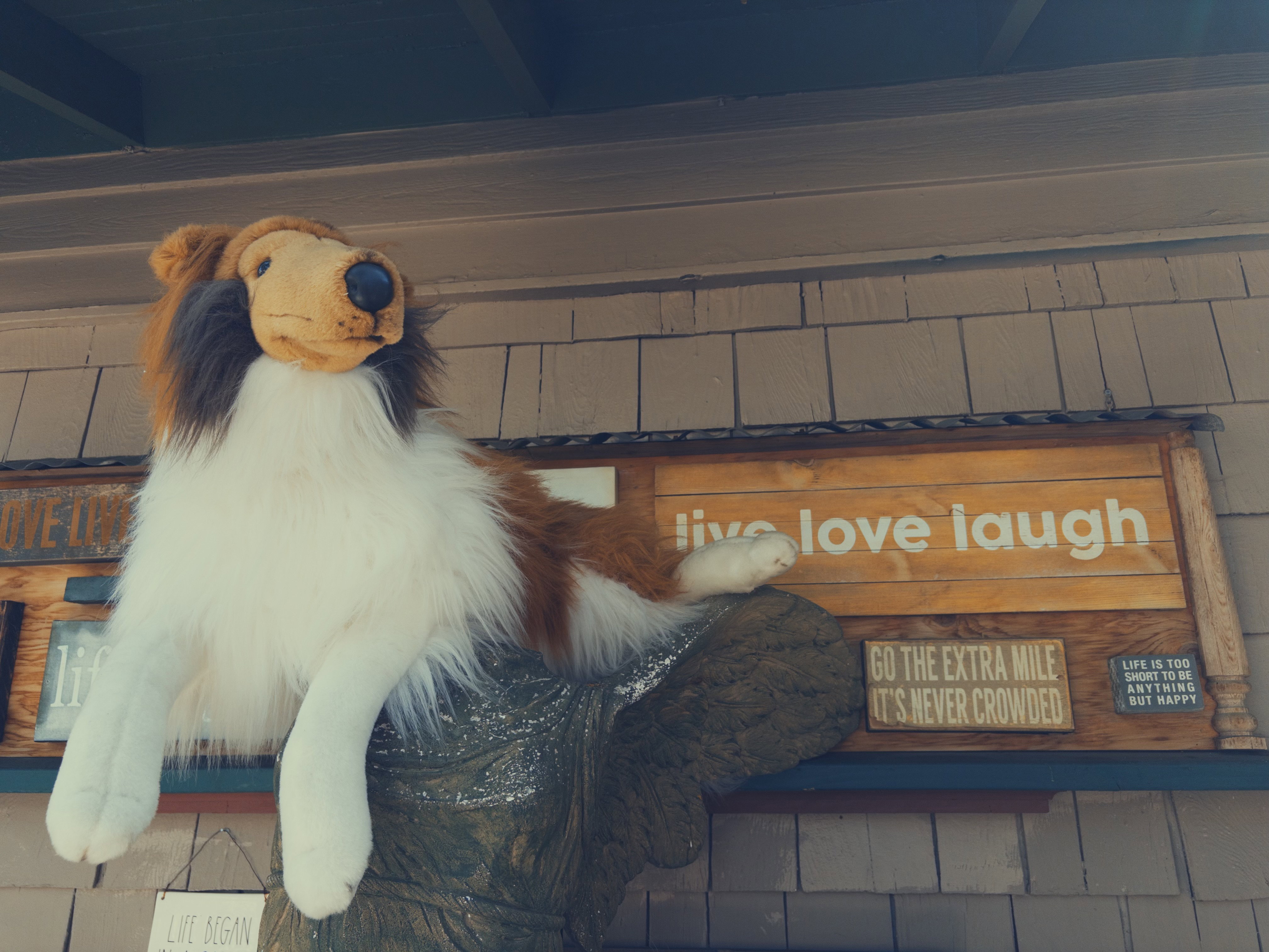 A plush collie dog is perched on a statue, next to signs that say things like, “Live love laugh,” “Go the extra mile, it’s never crowded,” and “Life is too short to be anything but happy.”