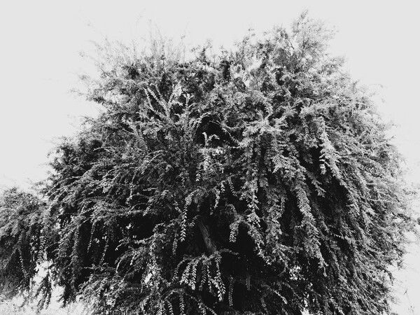 Black and White Hemlock