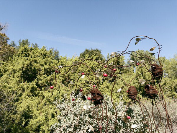 Pomegranate Trees, by Dan Romero