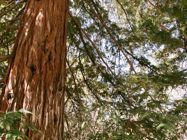 California Cedar
