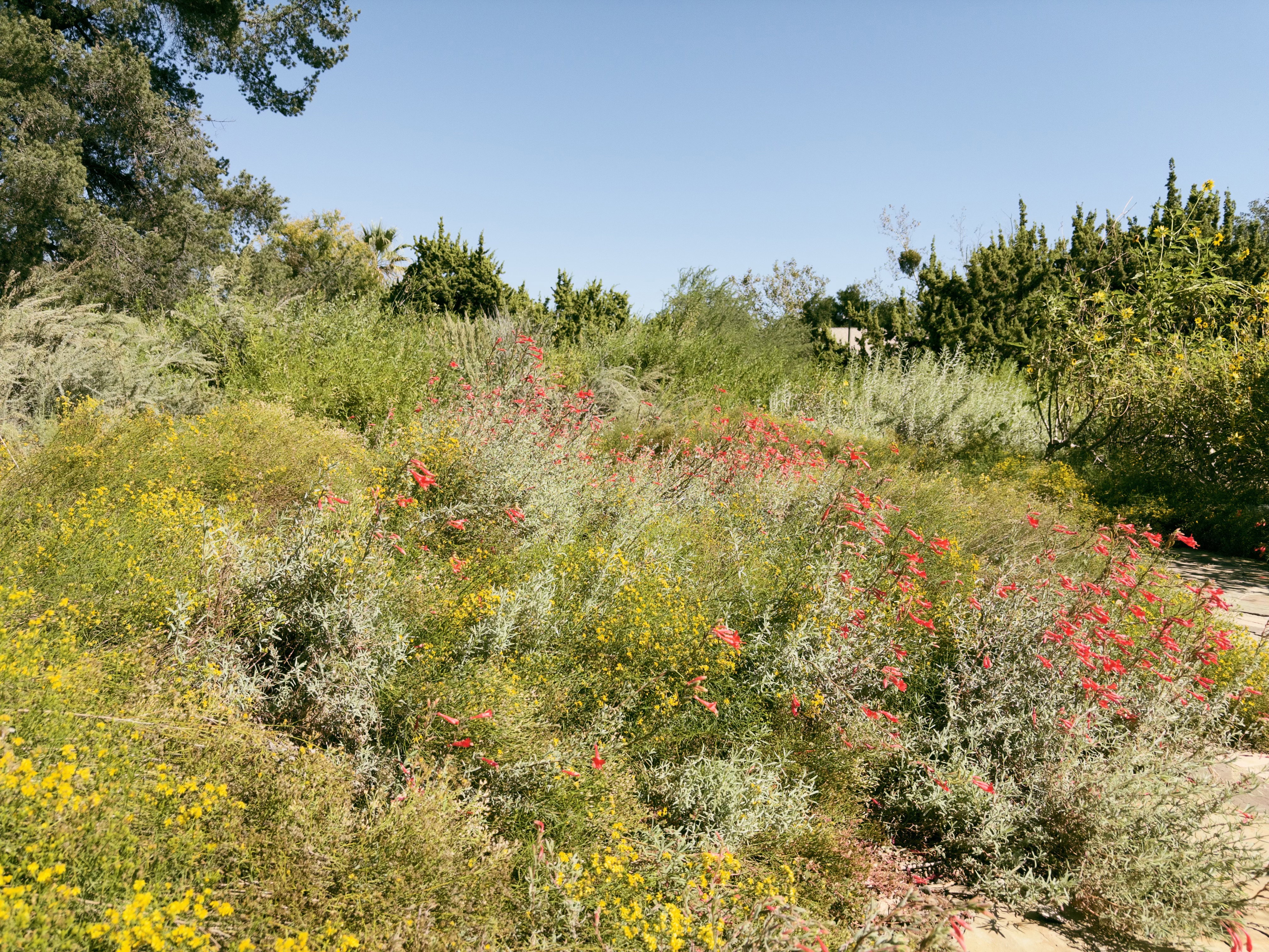 Yellow and red wildflowers against lush greenery under a blue sky.