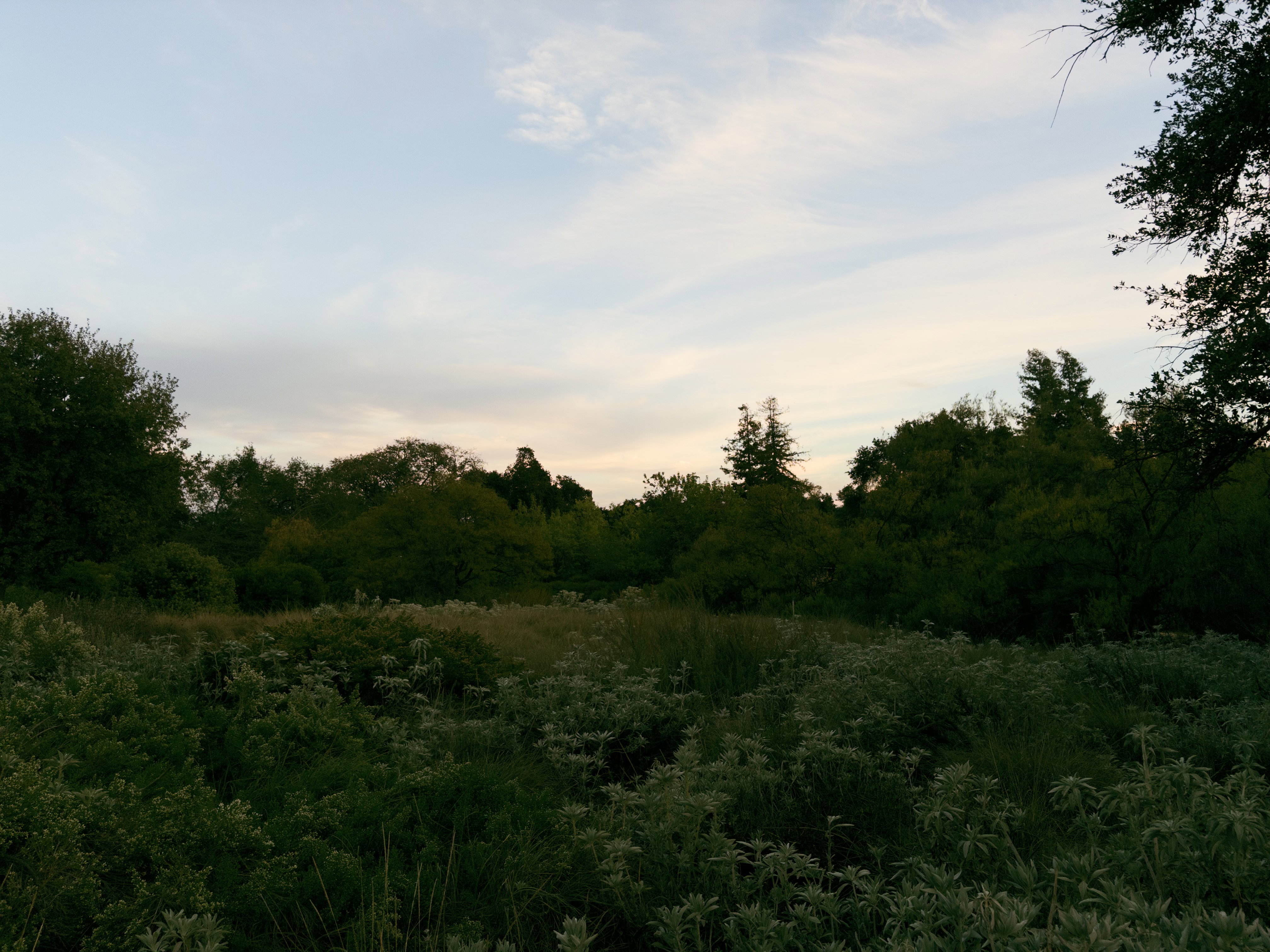 A lush green field in low fading daylight.