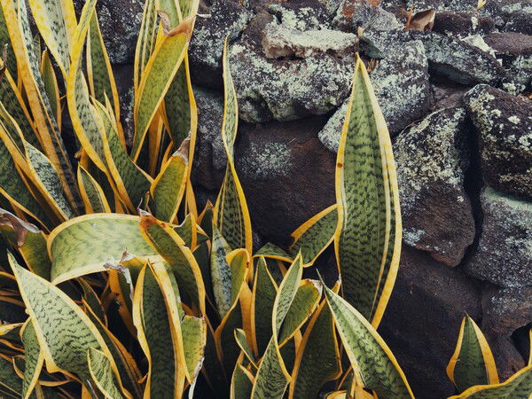 Snake Plants and Lichen