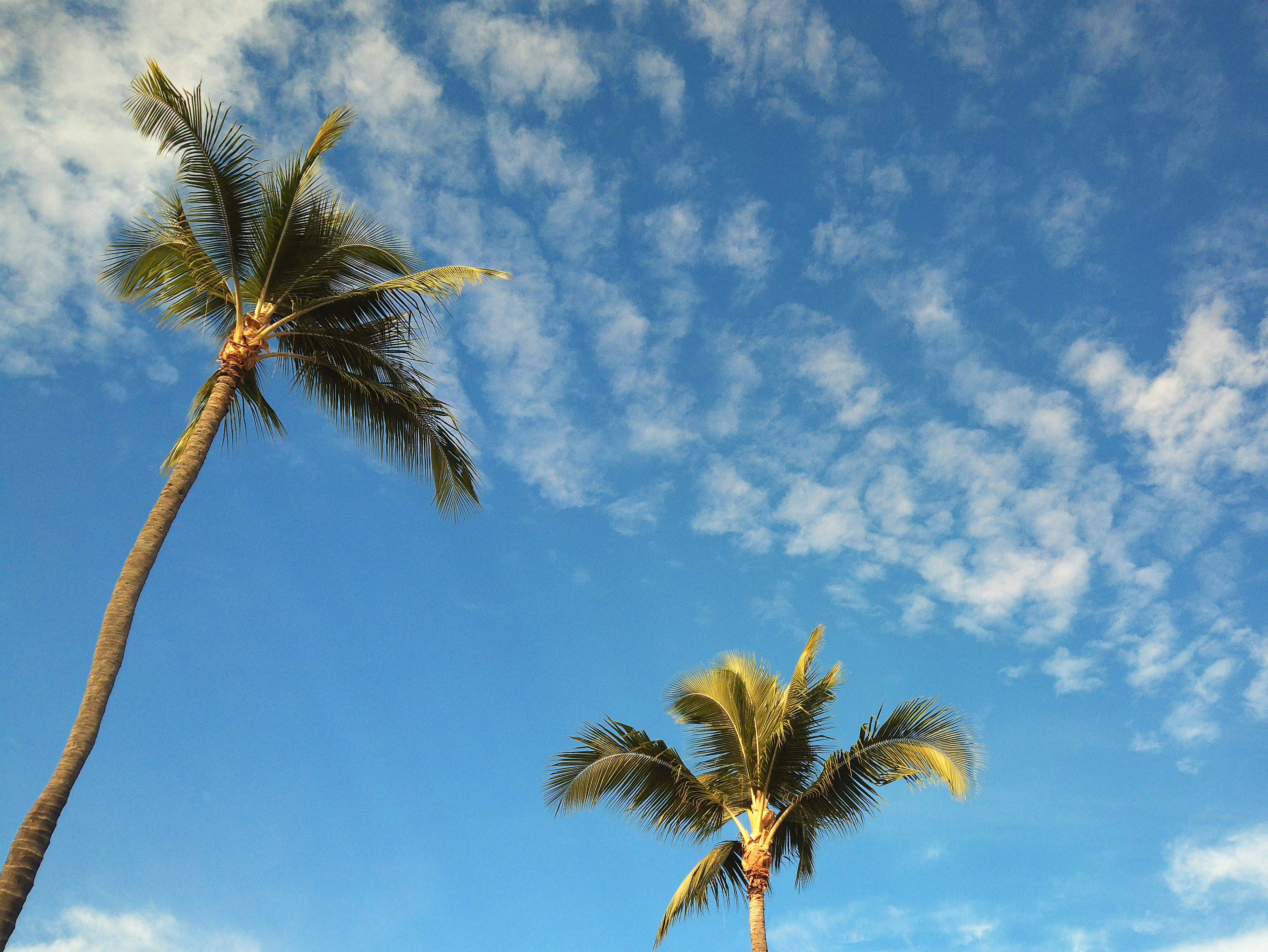 Palm trees against a blue sky with wispy clouds.
