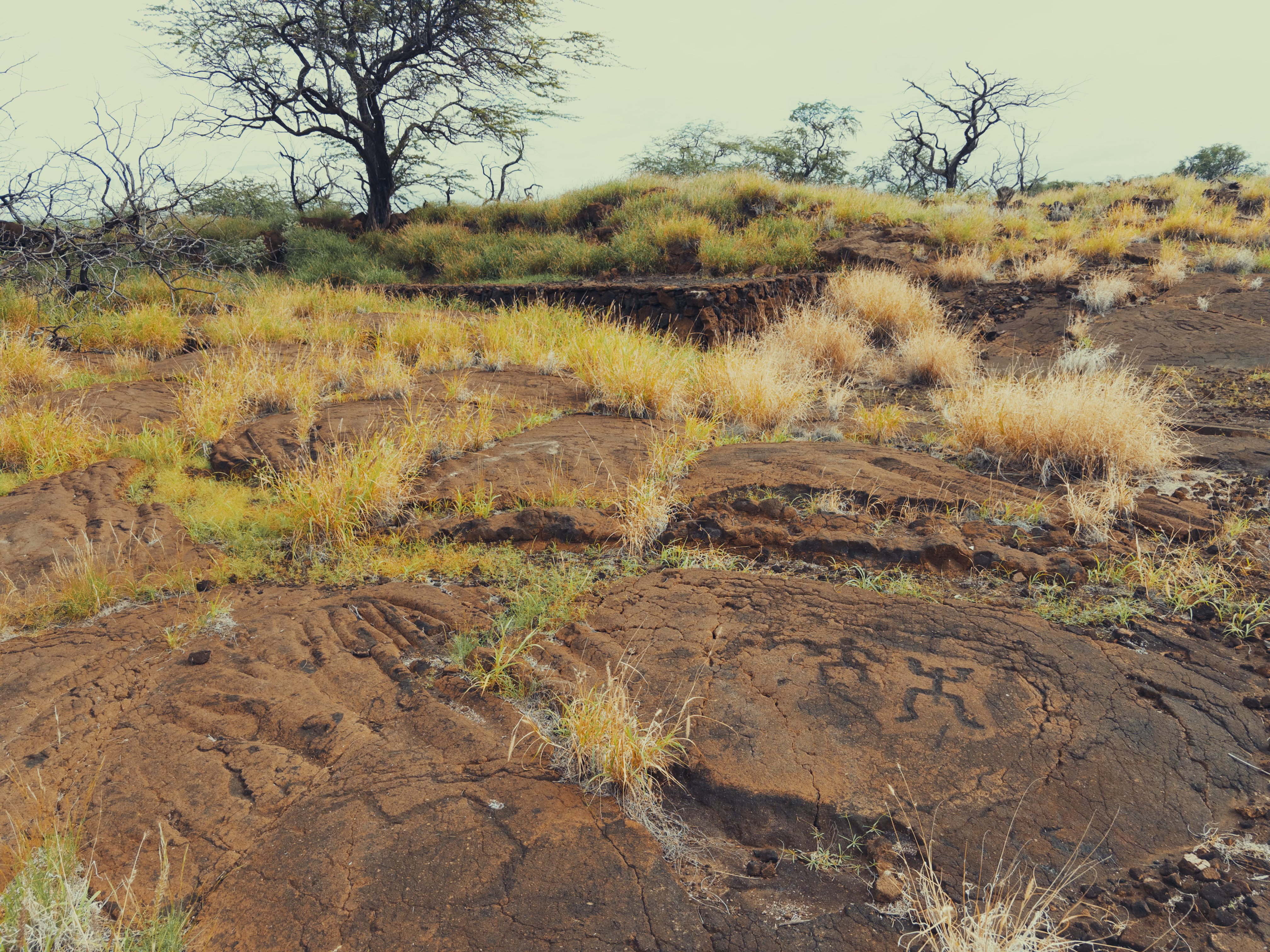 Human petroglyphs carved into lava rock.