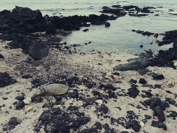 Just chilling until high tide.