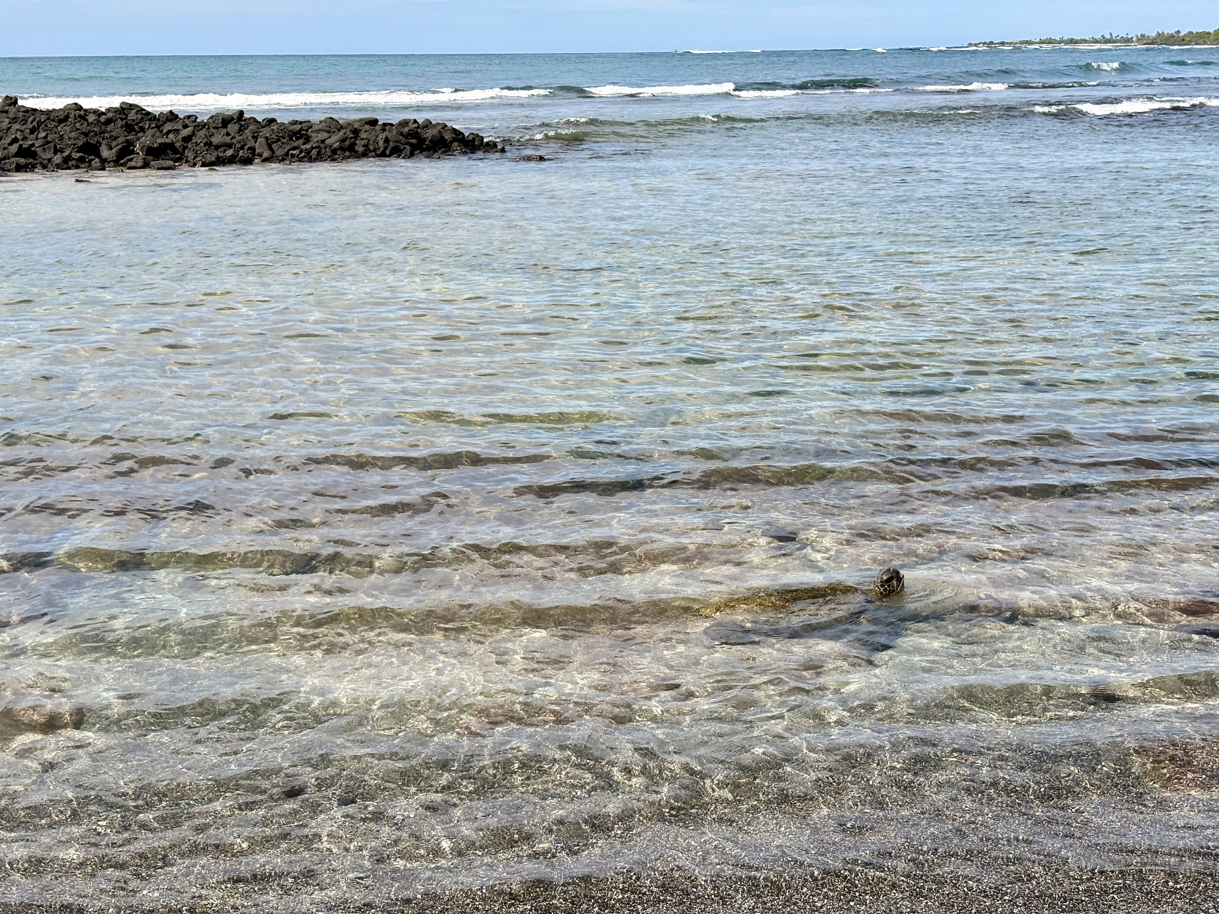 A sea turtle peaks its head above the water on a calm beach.