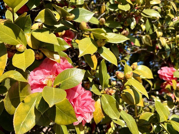 Camellia