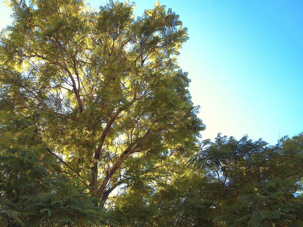 Jacaranda 