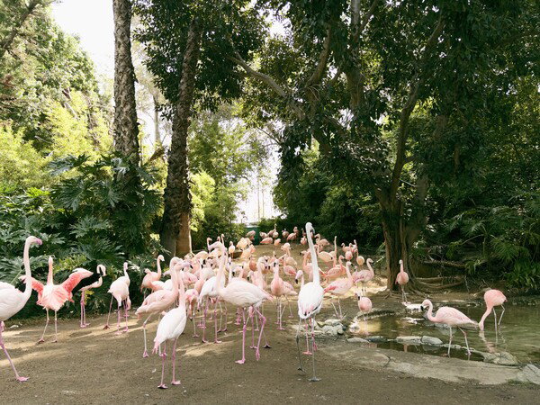 Flamingos 