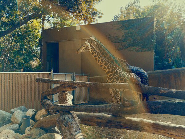 Giraffes and Lens Flare