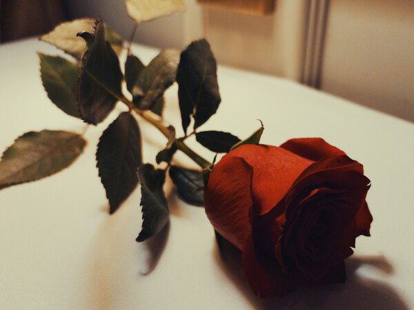 Rose