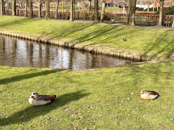 Local Ducks
