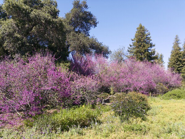 Western Redbud