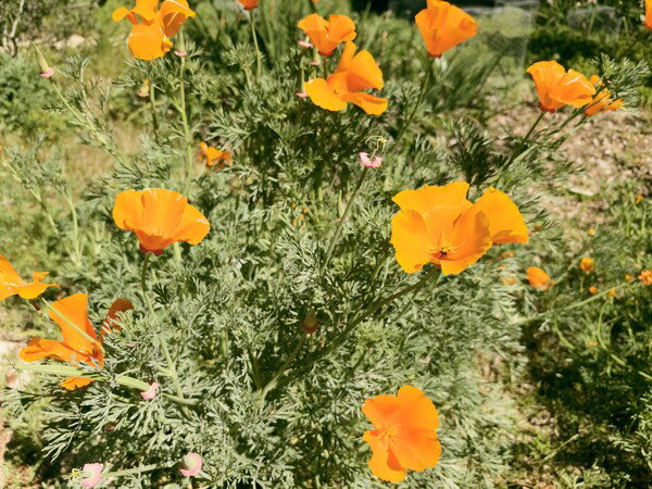 California Poppies