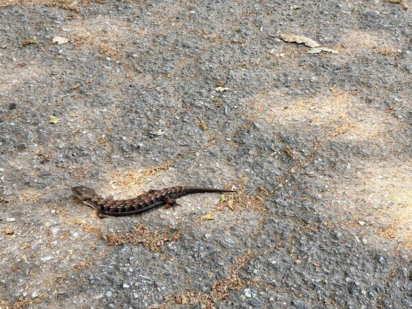 Southern Alligator Lizard