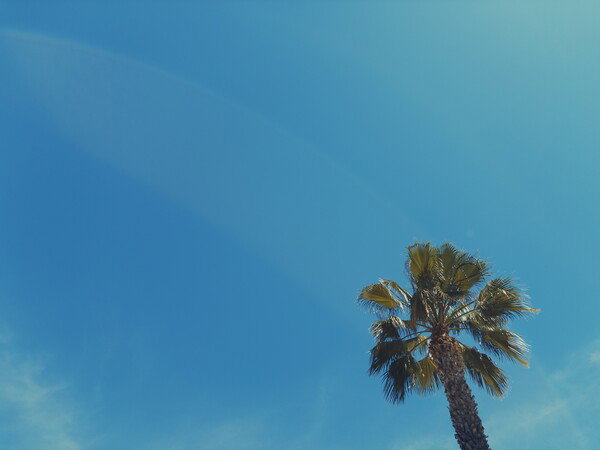 Today’s sky, palm tree for scale.