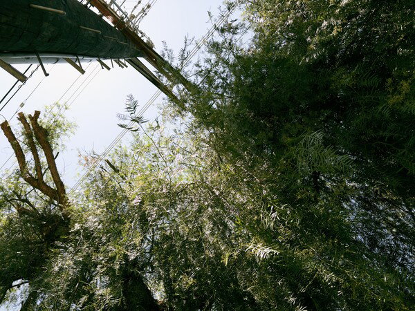 Pole and Tree
