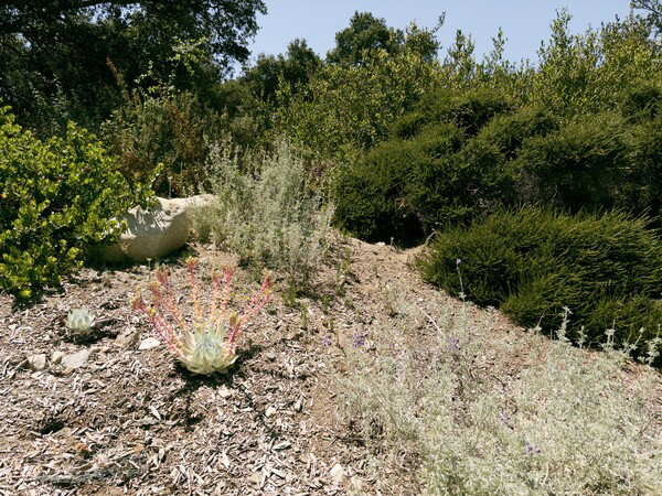 Dudleya