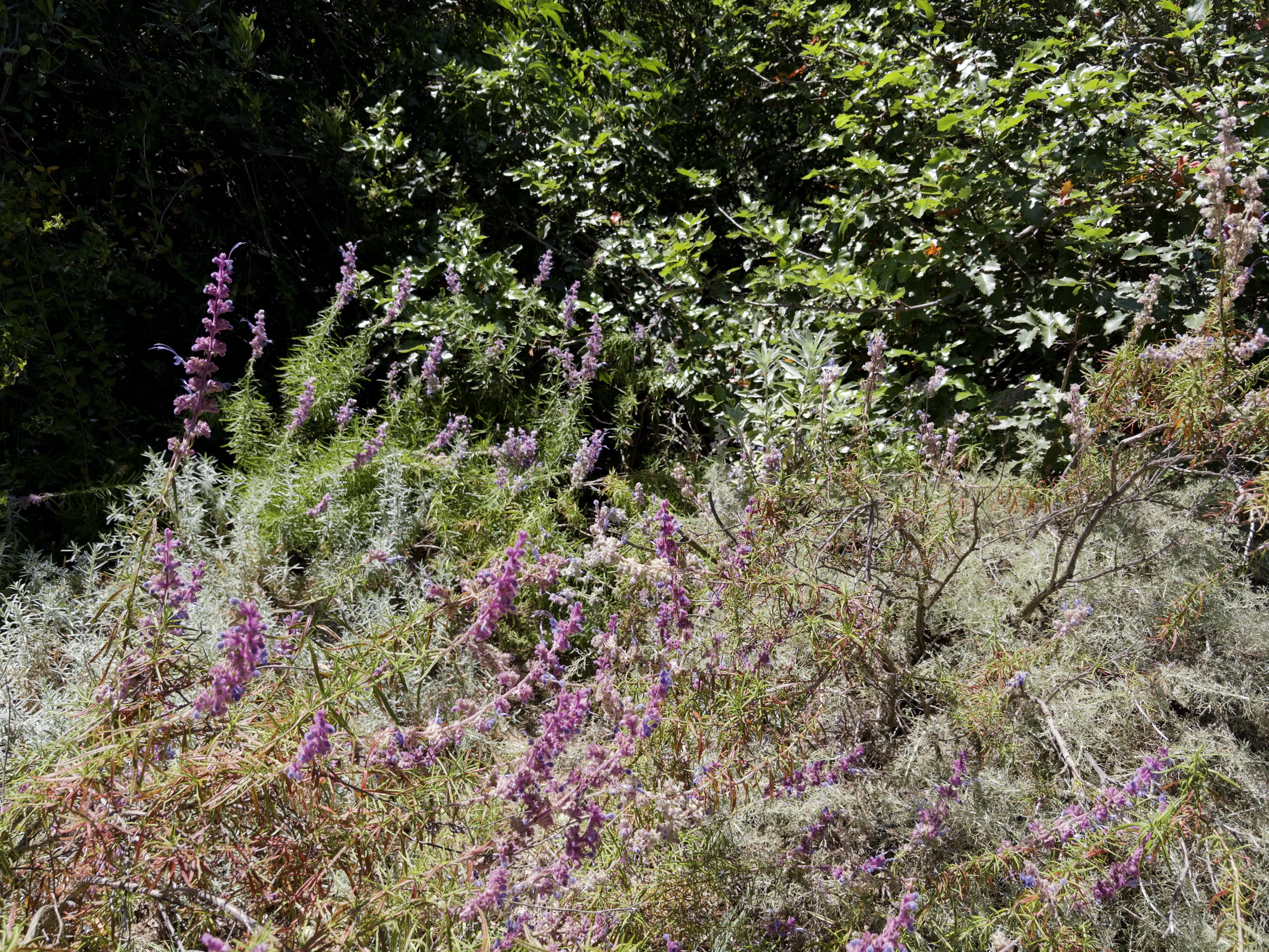 Purple woolly bluecurls amongst lush greenery.