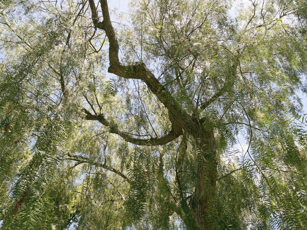 Peppertree 