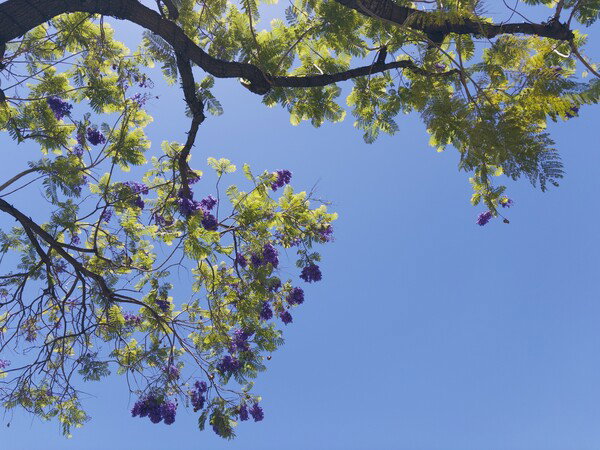 Jacaranda