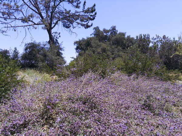 Sea Cliff Buckwheat