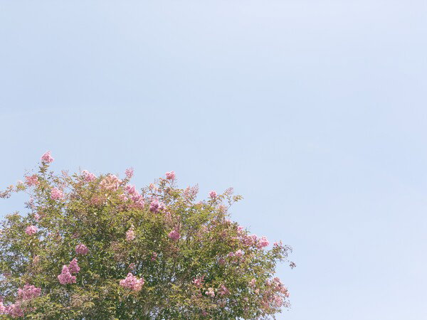 Lagerstroemia