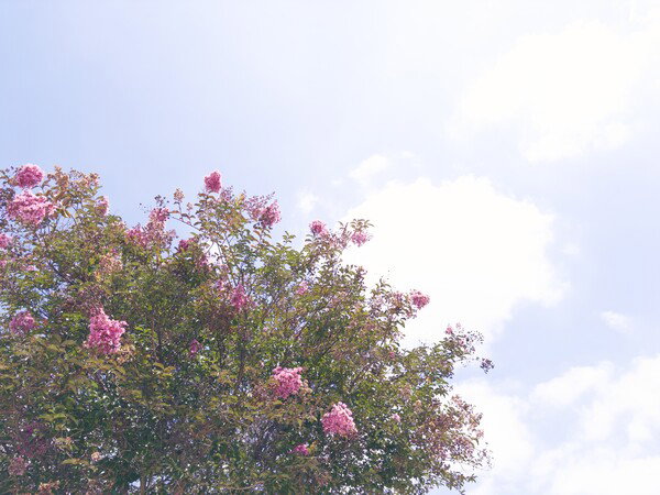 Lagerstroemia