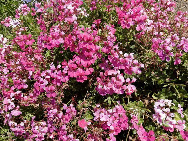 Geranium 