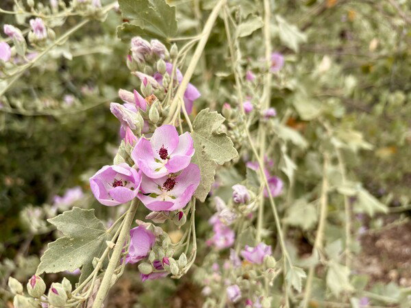 Chaparral Mallow