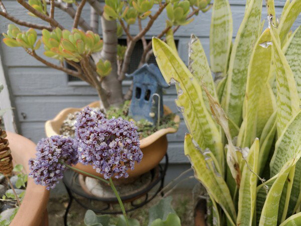 Sea Lavender 